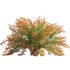 Berberis vulgaris – European barberry – Common barberry 01 - Thumbnail 3