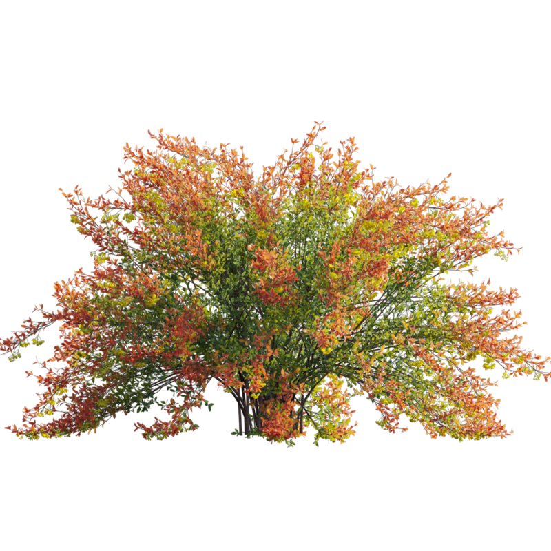 Berberis vulgaris – European barberry – Common barberry 01 - Image 3