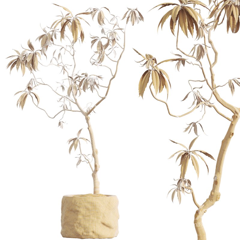 AV HousePlants Japandi Decorative Minimalism Ficus Dracaena Marginata04 - Image 3