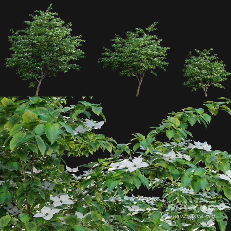 Cornus kousa -Chinese Dogwood – Kousa Dogwood - Image 1