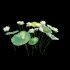 Nelumbo lutea – lotus - Thumbnail 4