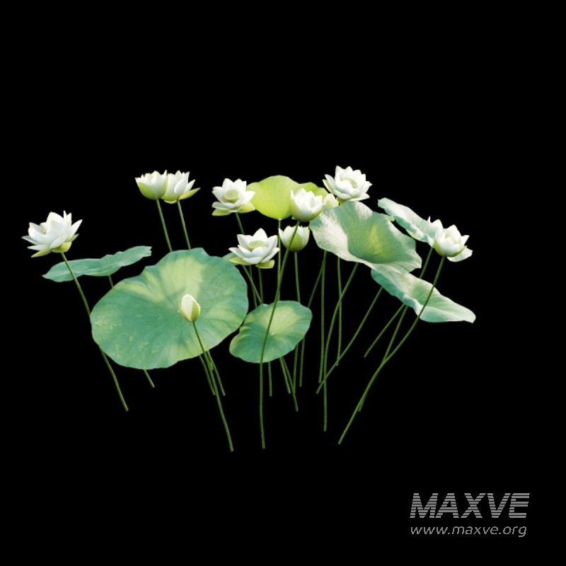 Nelumbo lutea – lotus - Image 4