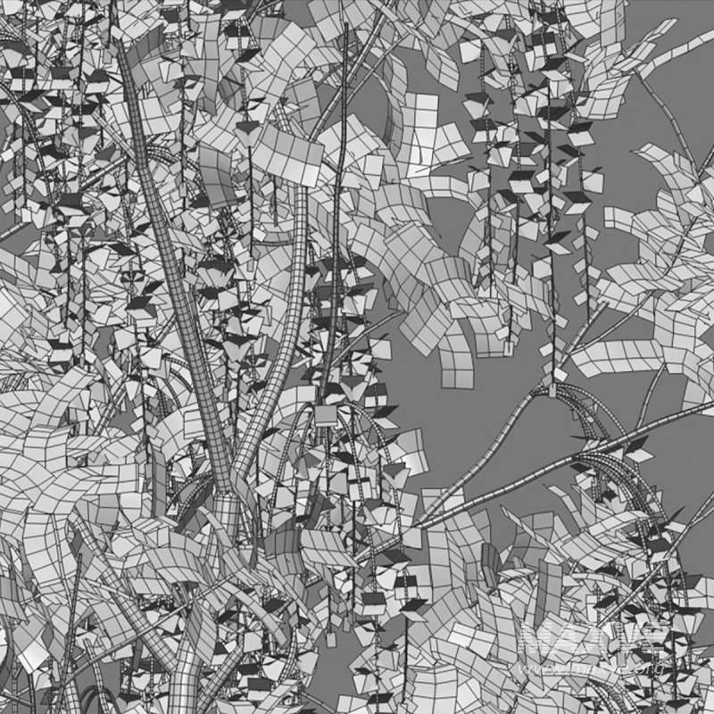 Barringtonia acutangula – flower - Image 5