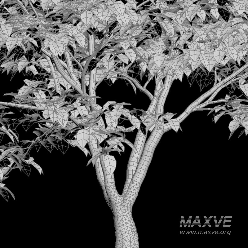 Cornus kousa -Chinese Dogwood – Kousa Dogwood - Image 5