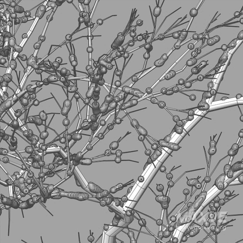 Dolonix regia – Royal Poinciana – Winter - Image 6