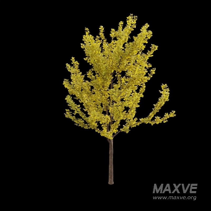 Ginkgo biloba 02 - Image 3