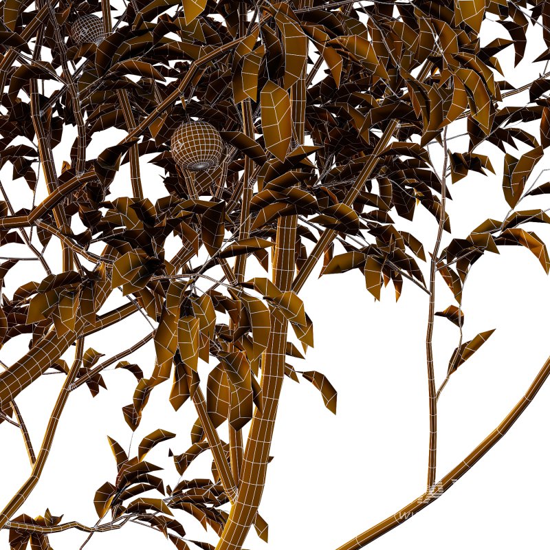 Diospyros Kaki Tree 02 - Image 3