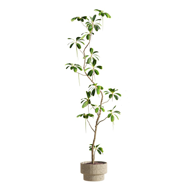 plants set - Image 2