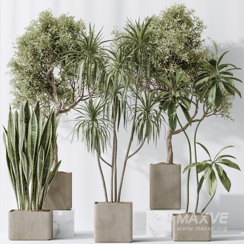 AV Indoor plants set 193 Mission Arbequina Olive and Lemon Lime Cane Dragon and Ficus African Fig and Green Sansevieria - Image 8