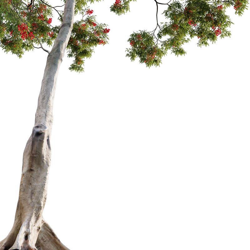 Dolonix regia – Royal Poinciana - Image 2