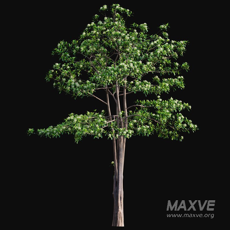 Alstonia scholaris – Milkwood - Image 4