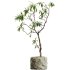 AV HousePlants Japandi Decorative Minimalism Ficus Dracaena Marginata04 - Thumbnail 1