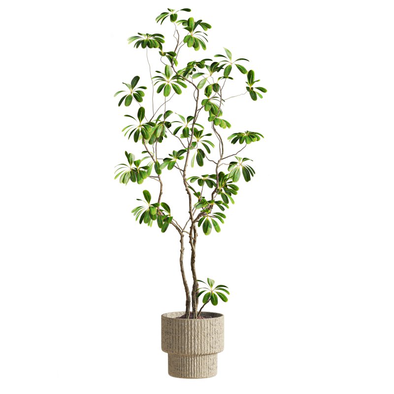 plants set - Image 3