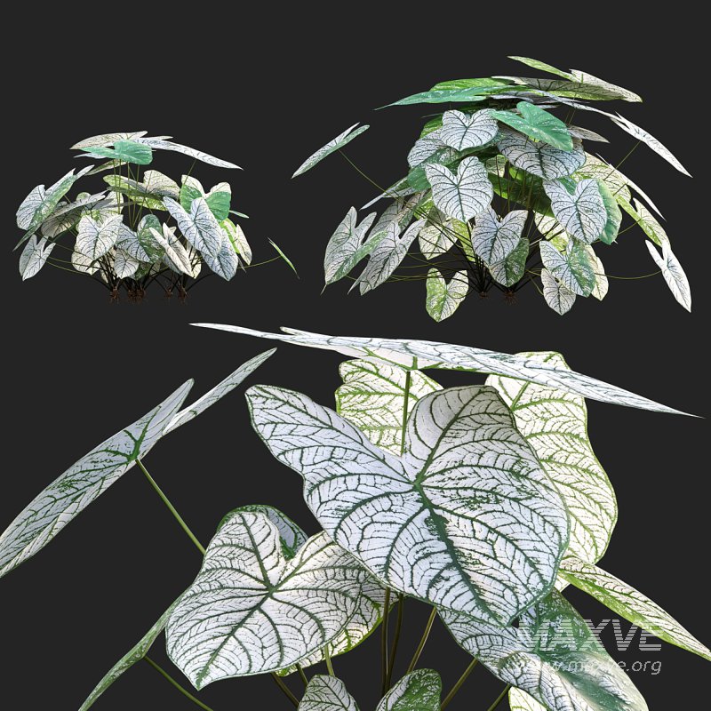 Caladium White Christmas – Angel Wings 02 - Image 1