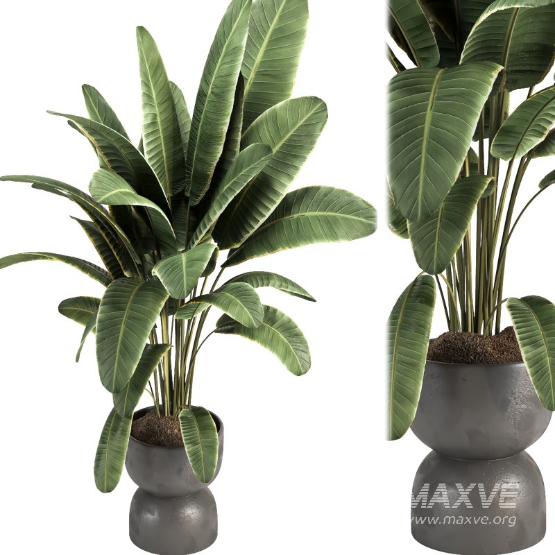 Indoor plant 08 - Image 2