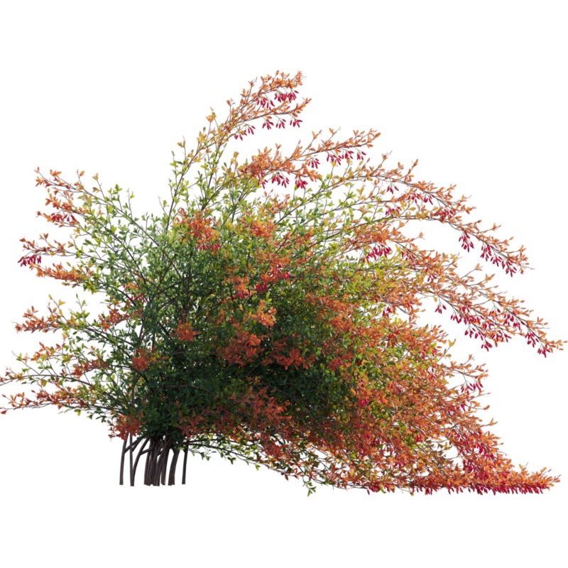 Berberis vulgaris – European barberry – Common barberry 02 - Image 2