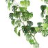 monstera plant - Thumbnail 3