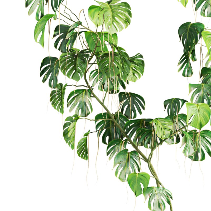 monstera plant - Image 3