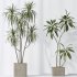AV Indoor plants set 193 Mission Arbequina Olive and Lemon Lime Cane Dragon and Ficus African Fig and Green Sansevieria - Thumbnail 5
