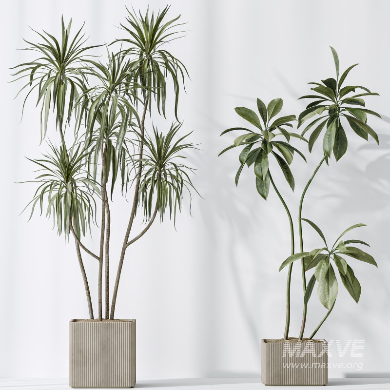 AV Indoor plants set 193 Mission Arbequina Olive and Lemon Lime Cane Dragon and Ficus African Fig and Green Sansevieria - Image 5