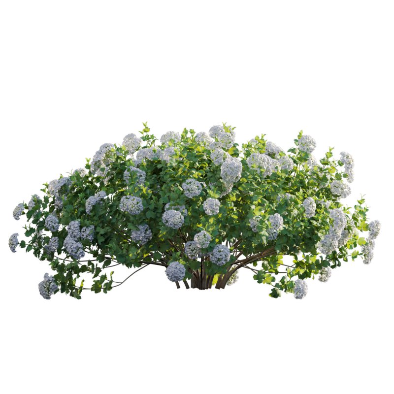 Viburnum opulus Roseum – European Cranberry bush 01 - Image 2