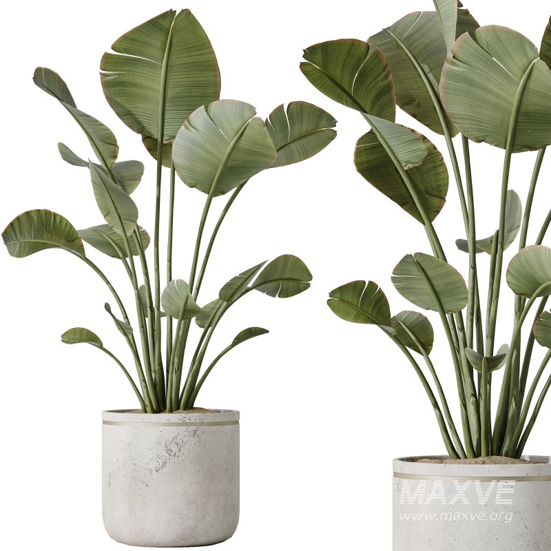 AV Indoor plants set 192 Mission Olive and Banana Strelitzia and Lily Domino and Aloe Vera - Image 4