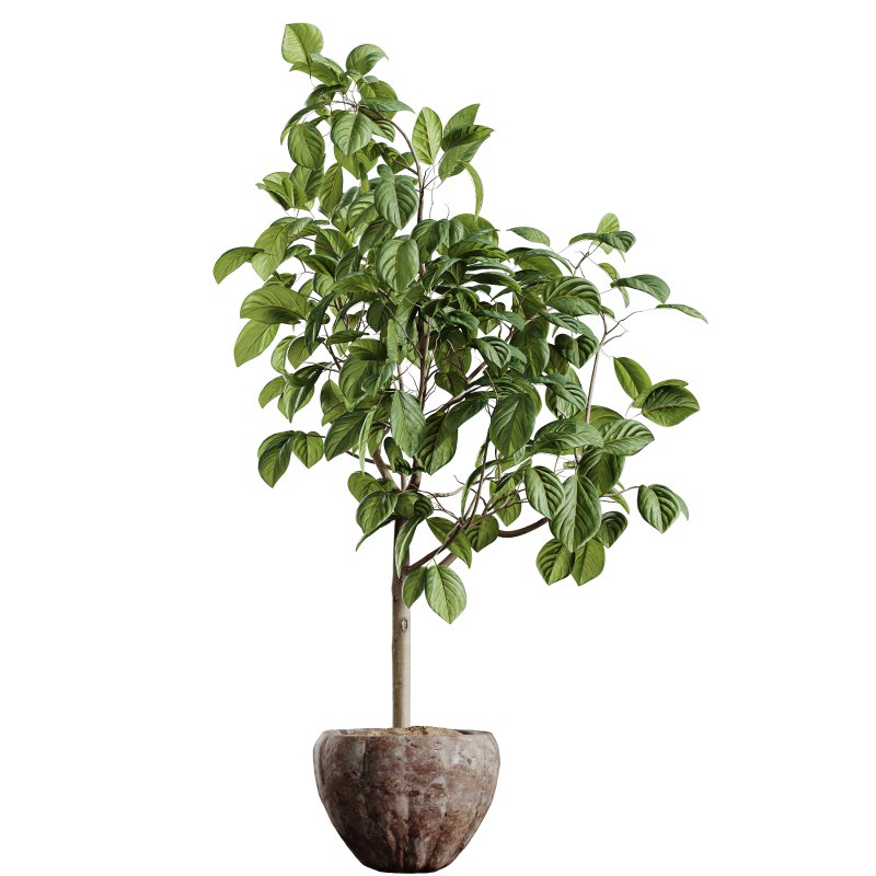 AV HousePlants Japandi Decorative Minimalism Ficus Dracaena Marginata 07 - Image 1