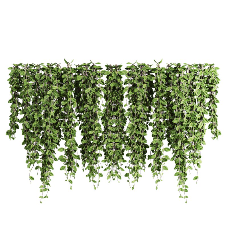 ivy plants - Image 2