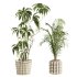 plants set - Thumbnail 4