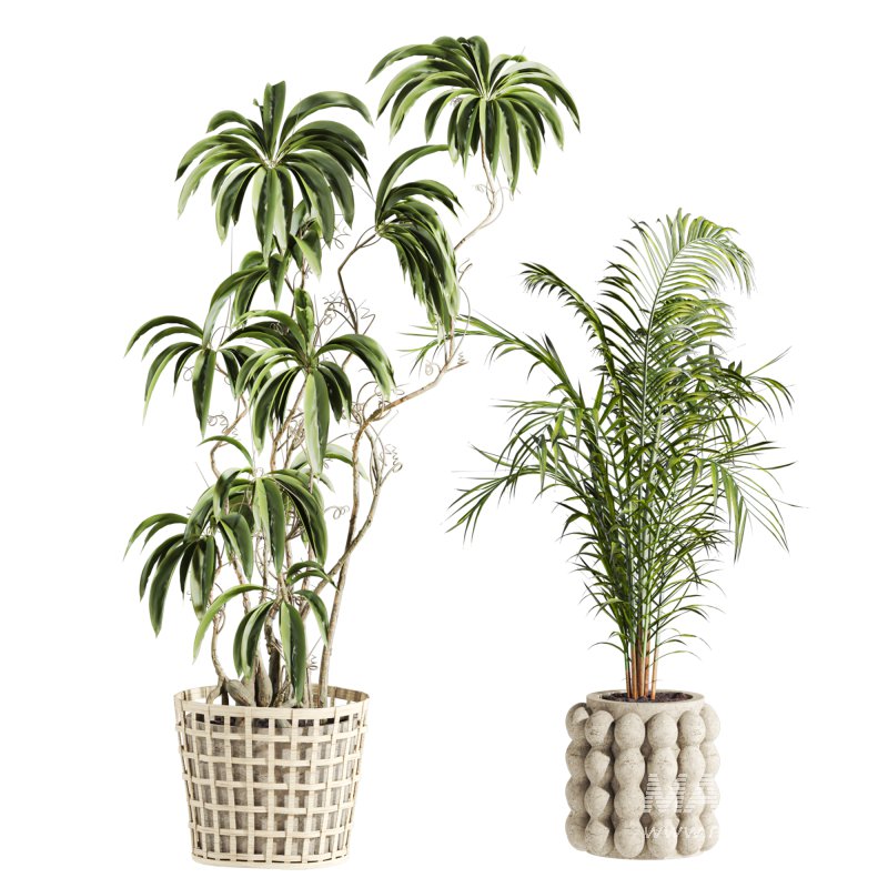 plants set - Image 4