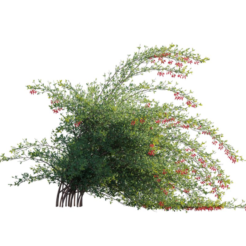 Berberis vulgaris – European barberry – Common barberry 04 - Image 3