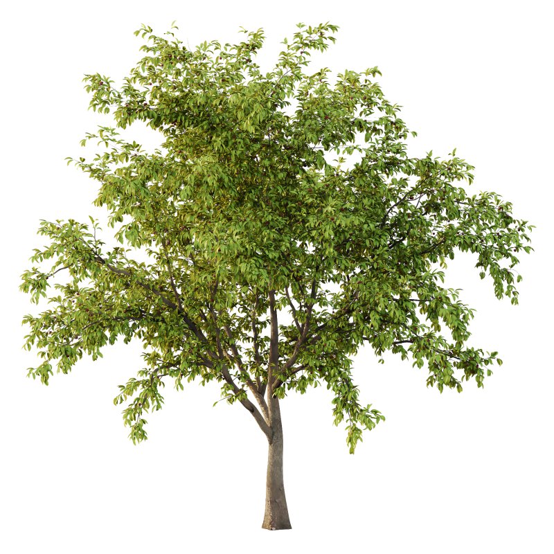 ntal tree for its tendency to bloom, flowers before leaves, earlier than the Japanese cherry Prunus serrulata. A tetraploid with 2n=32 chromosomes, it is used as rootstock for other flowering cherries. It is the parent of a number of hybrid cultivars. It is resistant to the fungal disease cherry leaf spot. P. pseudocerasus is near extinction in the wild due anthropogenic activities. - Image 3