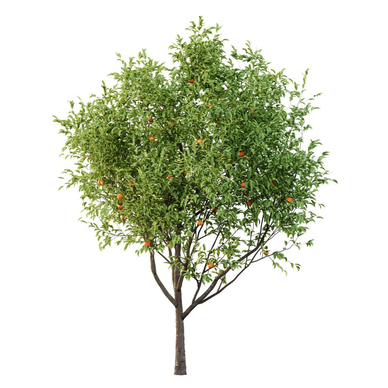 Diospyros Kaki Tree 02 - Image 1