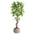 bonsai Ficus plant - Thumbnail 1