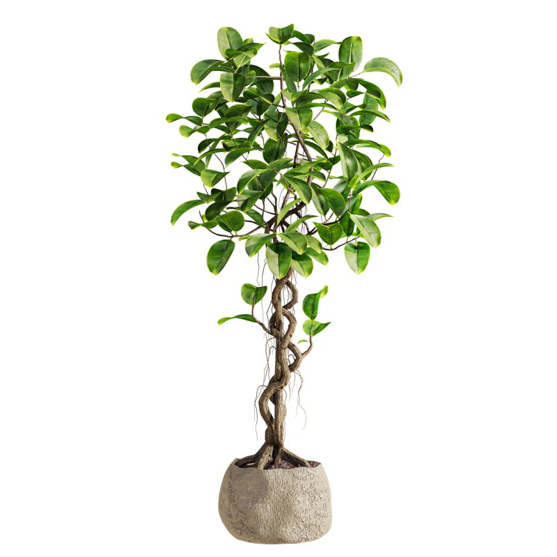 bonsai Ficus plant - Image 1
