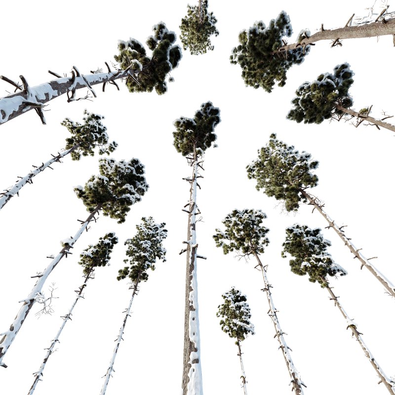 AV Plants Pinus Engelmannii Winter Snow - Image 2