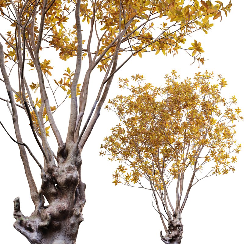 Barringtonia acutangula – fall - Image 1