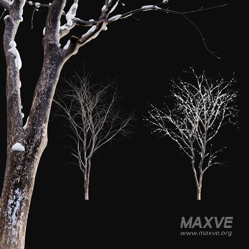 Juglans regia – Common walnut – winter – snow - Image 2