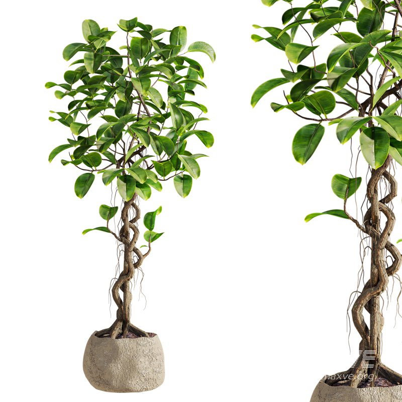 bonsai Ficus plant - Image 3