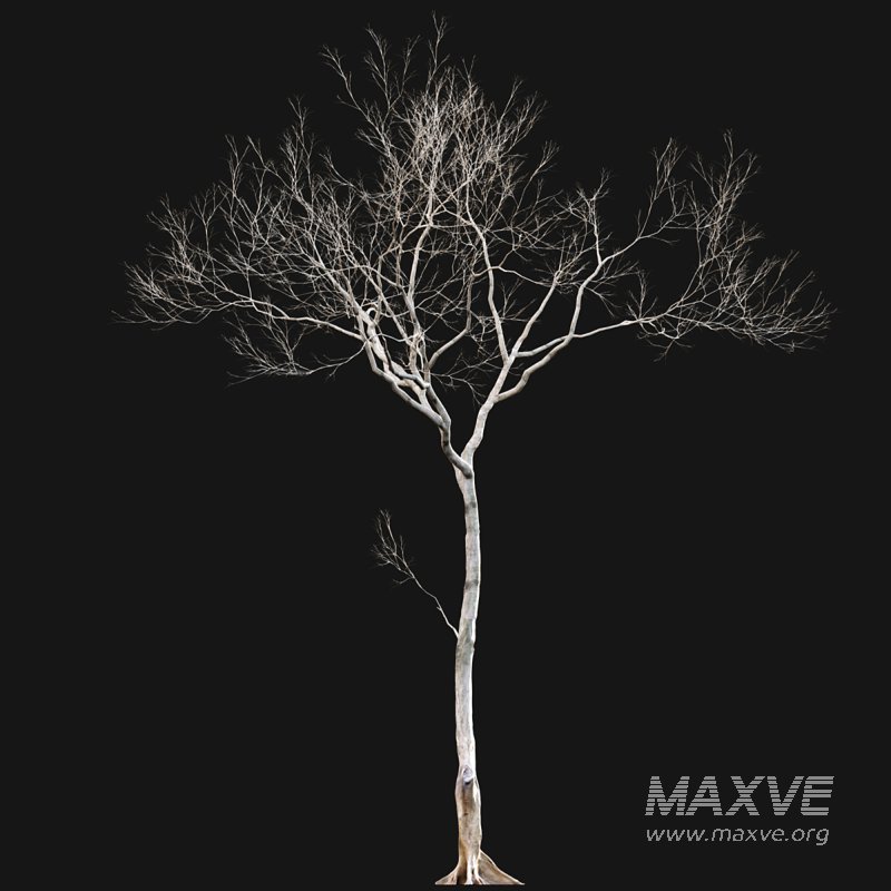 Dolonix regia – Royal Poinciana – Winter - Image 5