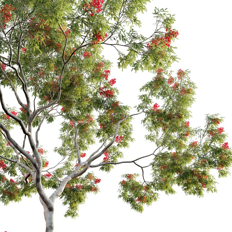 Dolonix regia – Royal Poinciana - Image 3