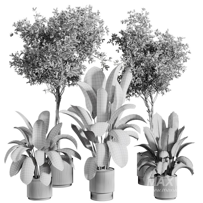 indoor plant 526 - Image 2