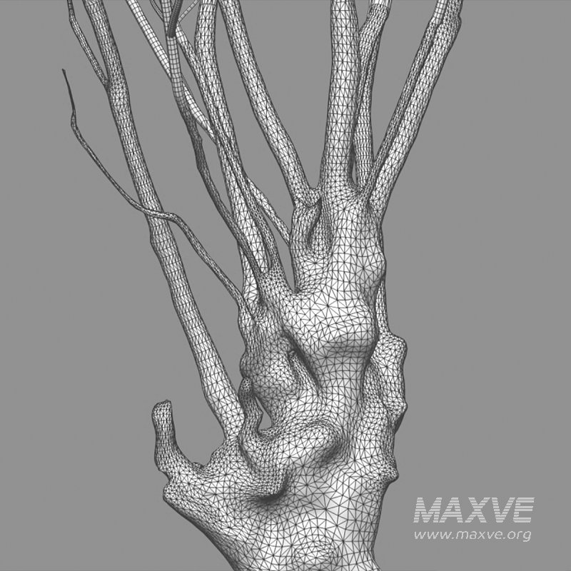 Barringtonia acutangula – flower - Image 6