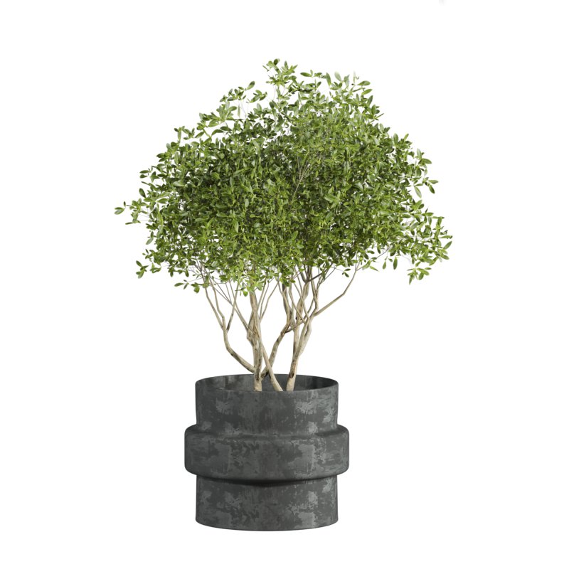 indoor plant - Image 2