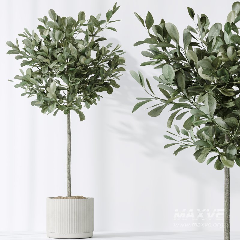 AV Indoor plants set 195 Mission Arbequina Olive and Ficus Microcarpa Moclame and Zamiifolia Araceae and ParadiseBird - Image 6