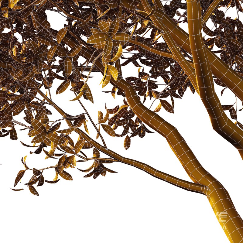 Osmanthus Fragrans Tree 01 - Image 4