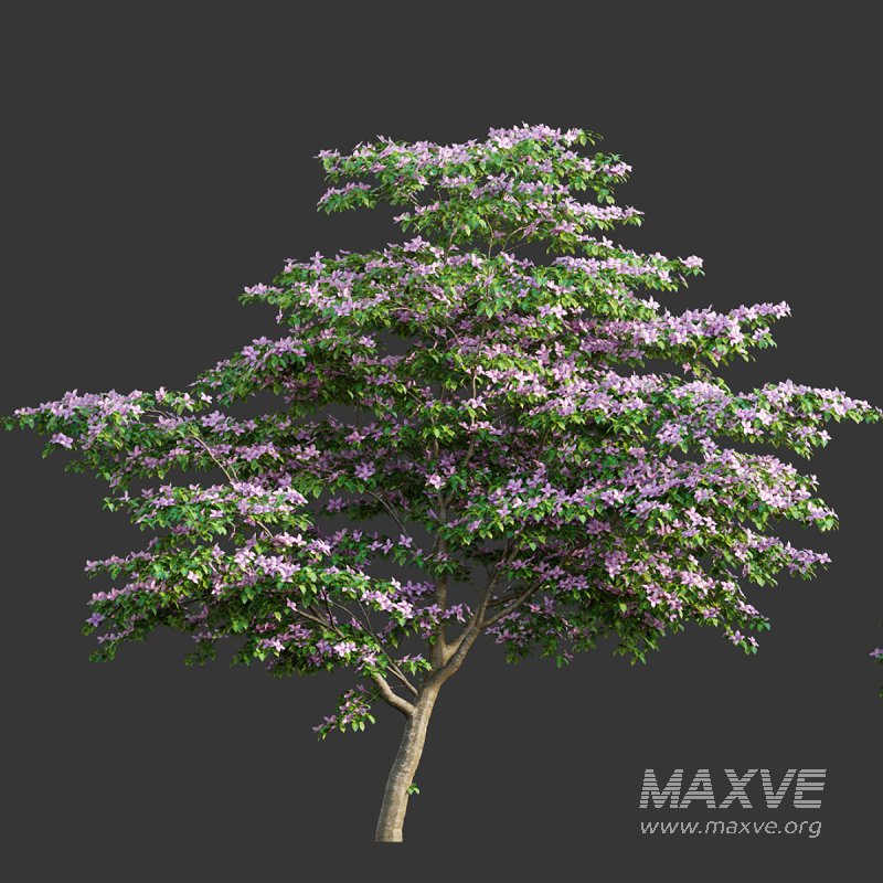 Cornus kousa -Chinese Dogwood – Kousa Dogwood - Image 4