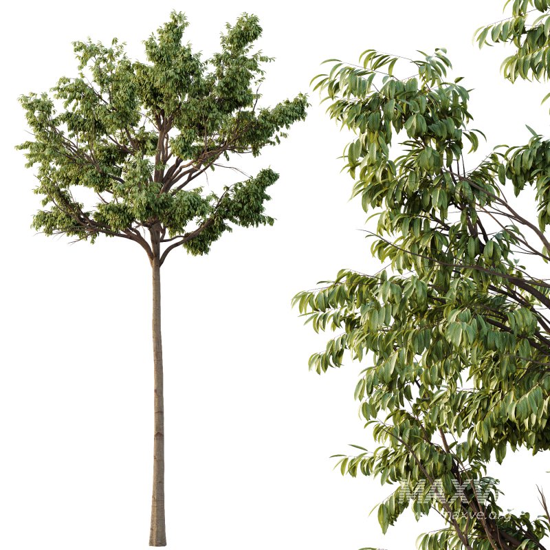 Parashorea Chinensis Tree 04 - Image 2