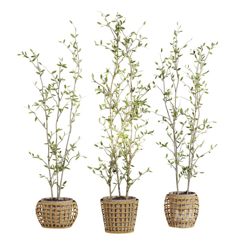 plants set - Image 1