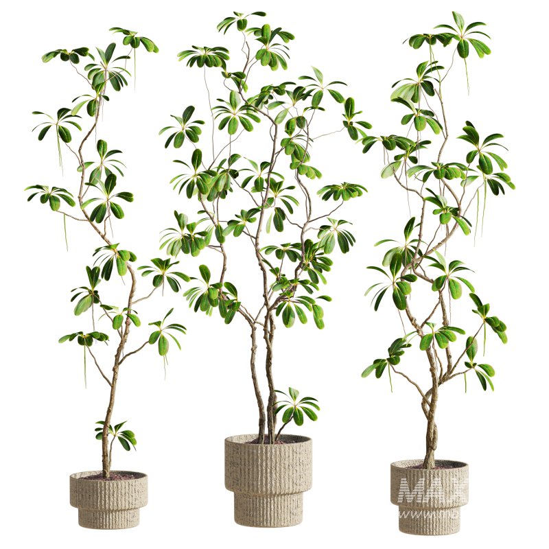 plants set - Image 1